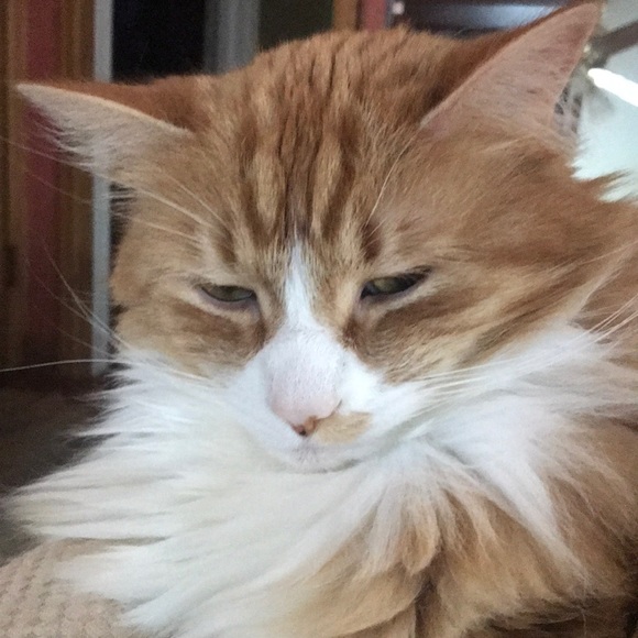 Meet your Posher, Kelly - Picture 1 of 1